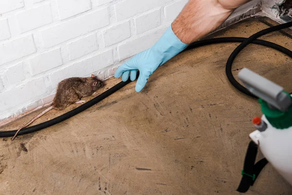 Les méthodes de désinsectisation les plus efficaces pour lutter contre les termites
