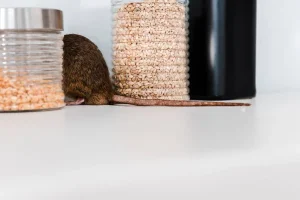 Les solutions de désinsectisation pour les bâtiments industriels