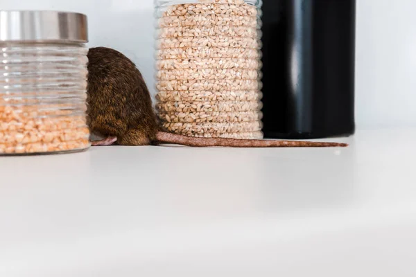 Les solutions de désinsectisation pour les bâtiments industriels