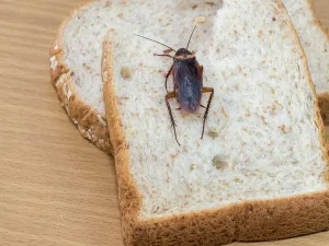 Désinsectisation des maisons anciennes comment éviter les infestations