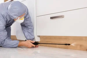 Comment éliminer les charançons avec une désinsectisation efficace
