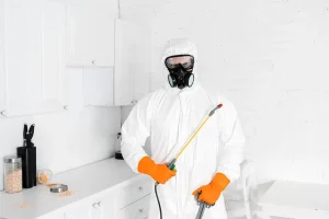 Désinsectisation contre les puces quelles sont les solutions durables