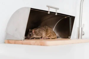 Désinsectisation pour les restaurants pourquoi est-ce essentiel
