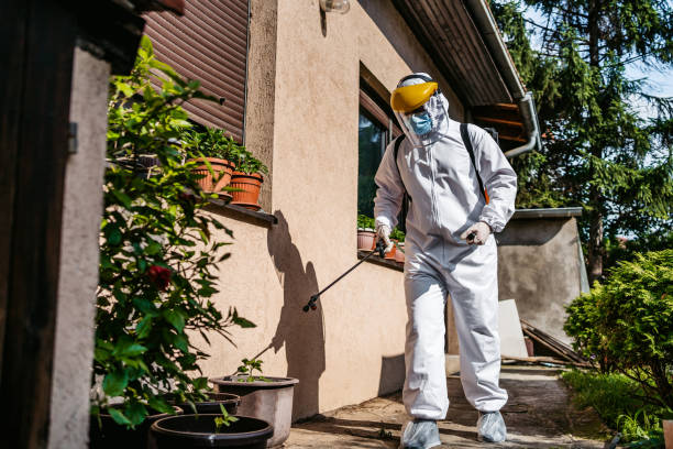 Désinsectisation des greniers et combles comment éliminer les insectes cachés