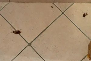Comment se débarrasser des fourmis avec une désinsectisation efficace