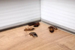 Désinsectisation naturelle quelles sont les alternatives aux produits chimiques