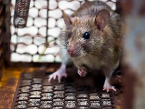 Désinsectisation contre les araignées comment faire disparaître ces indésirables