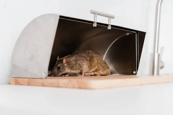 Comment bien désinsectiser une maison infestée de cafards