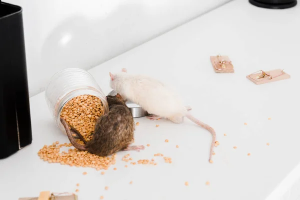 Comment reconnaître une infestation d’insectes et les solutions pour s’en débarrasser