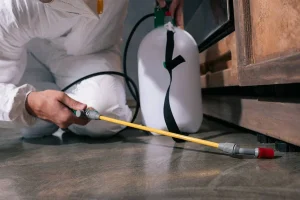 Les dangers des insectes pour la santé et comment les éviter avec la désinsectisation