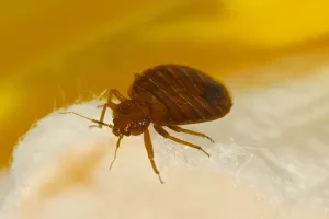 Les astuces pour maintenir votre maison sans insectes après une désinsectisation
