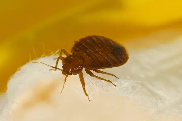 Les astuces pour maintenir votre maison sans insectes après une désinsectisation