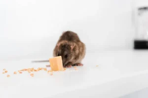 Comment traiter une infestation de punaises de lit avec la désinsectisation