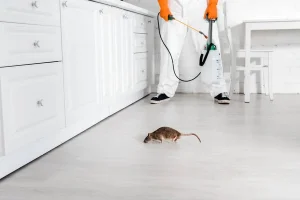 Les différents types d’insecticides pour une désinsectisation efficace