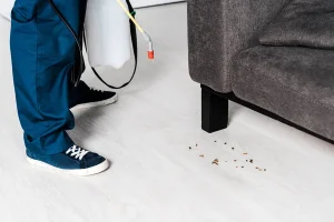 Les traitements de désinsectisation pour une maison saine toute l'année
