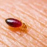 Comment désinsectiser une maison en bois pour prévenir les attaques de termites